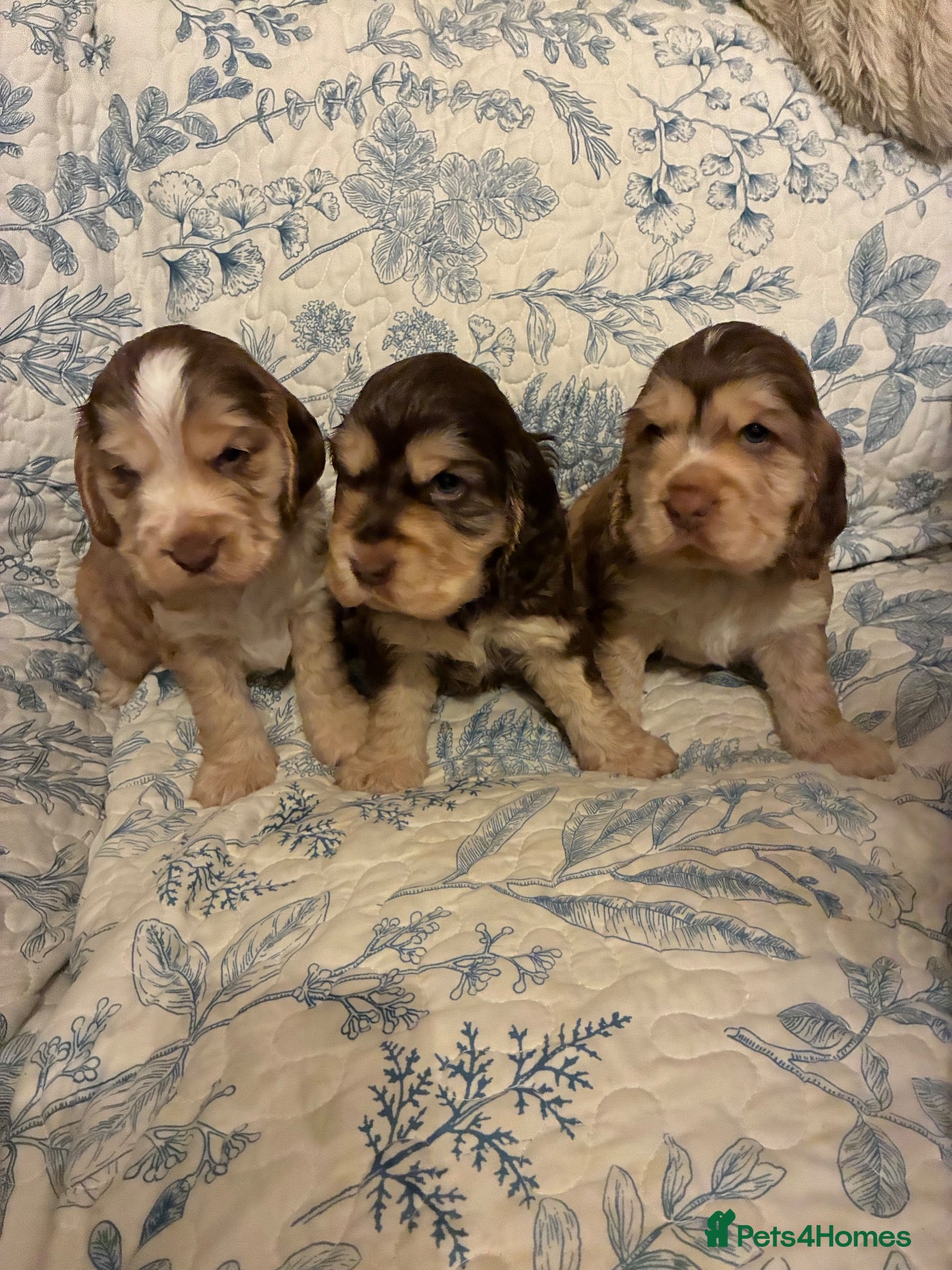 Cocker Spaniel dogs for sale: ADORABLE KC REG SHOW TYPE COCKER SPANIEL PUPS - Advert 1