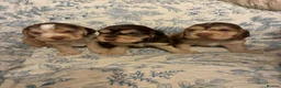 Cocker Spaniel dogs for sale: ADORABLE KC REG SHOW TYPE COCKER SPANIEL PUPS - Advert 1