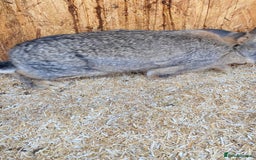 Continental Giant rabbits for sale: Beautiful Giant Rabbit Female, Eight Months Old - Advert 2