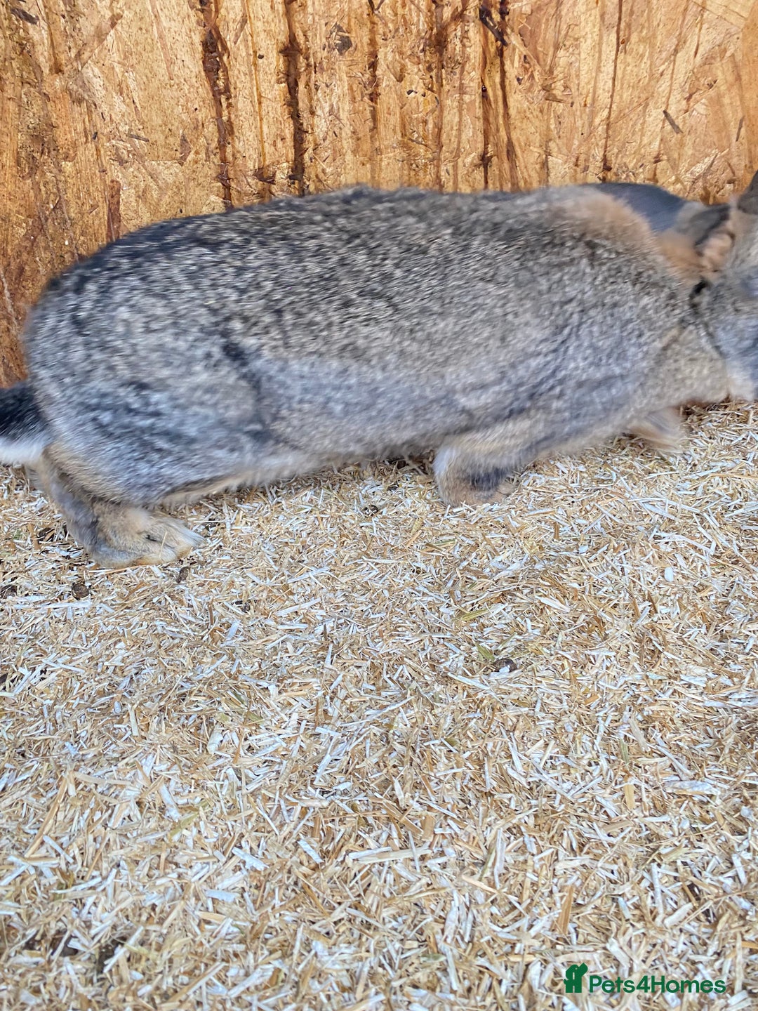 Continental Giant rabbits for sale: Beautiful Giant Rabbit Female, Eight Months Old - Advert 2
