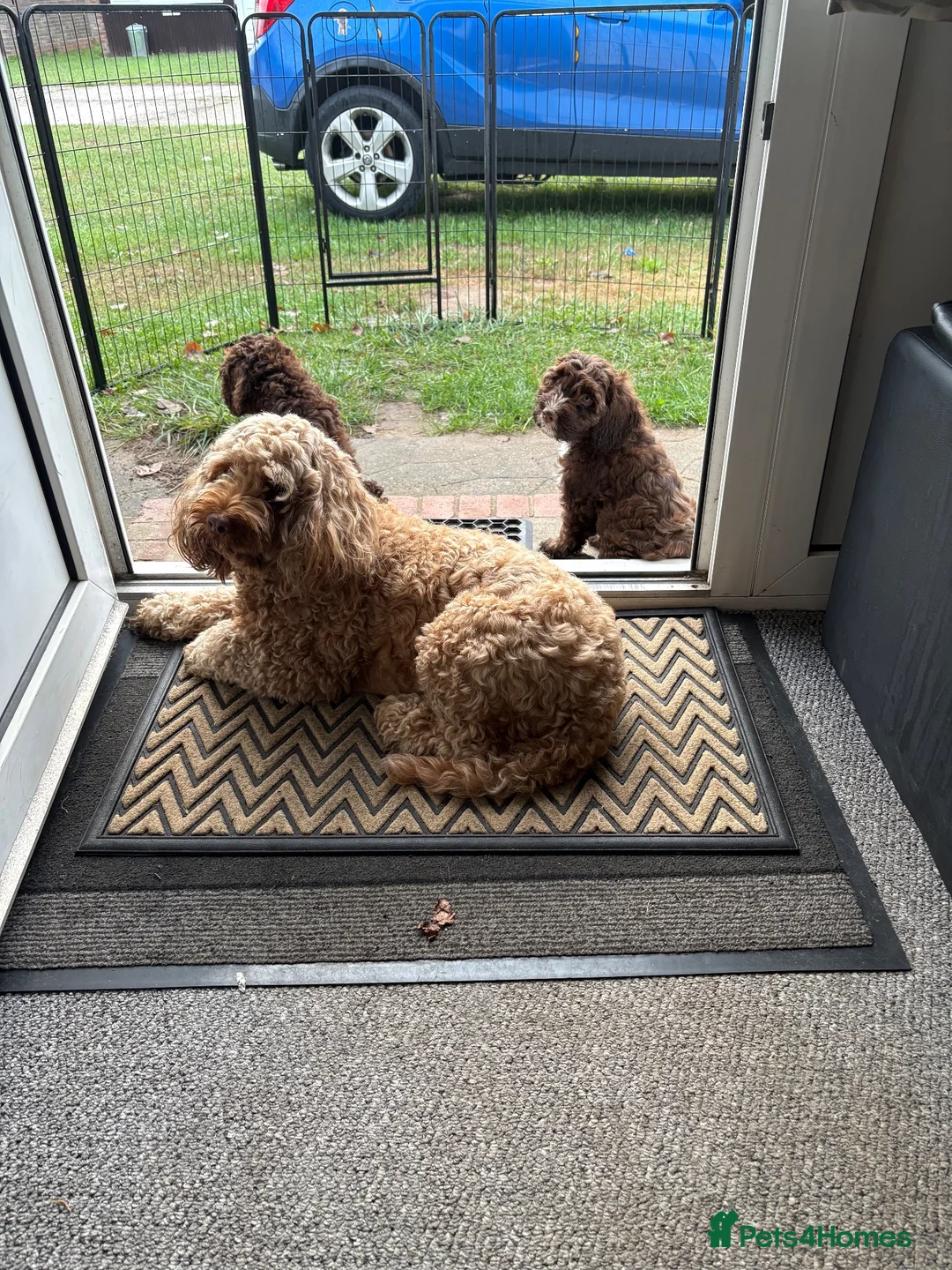 Cockapoo dogs for sale: Brown merle cockapoo  - Advert 7