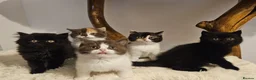 British Shorthair cats for sale: Tica British Shorthair & Longhair Champion Lines in Wigan - Advert 14