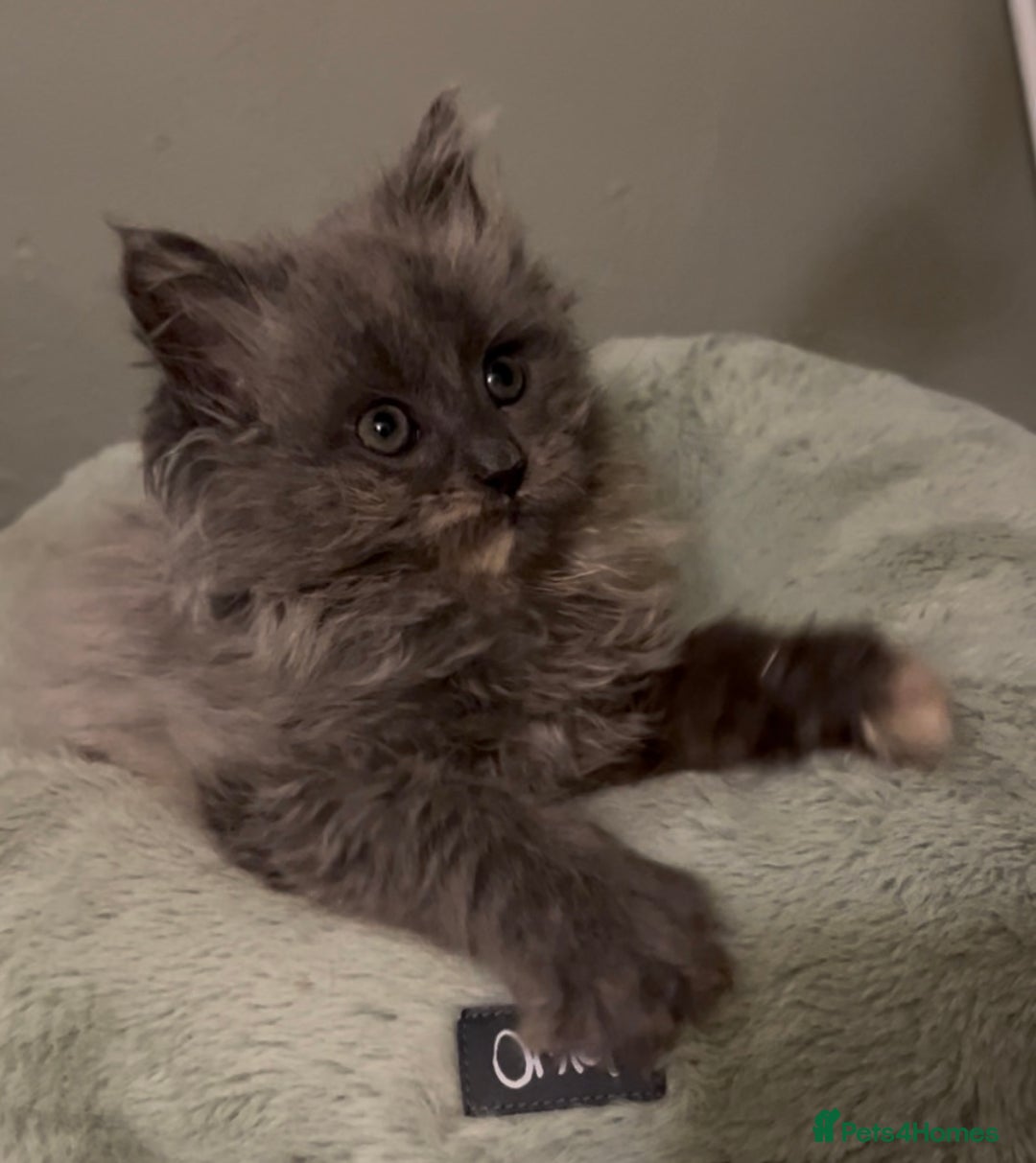 Maine Coon cats for sale: Maine Coon girl READY NOW - Advert 6