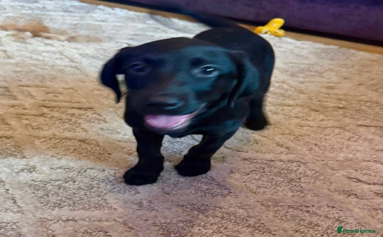 Labrador Retriever dogs - Advert 4