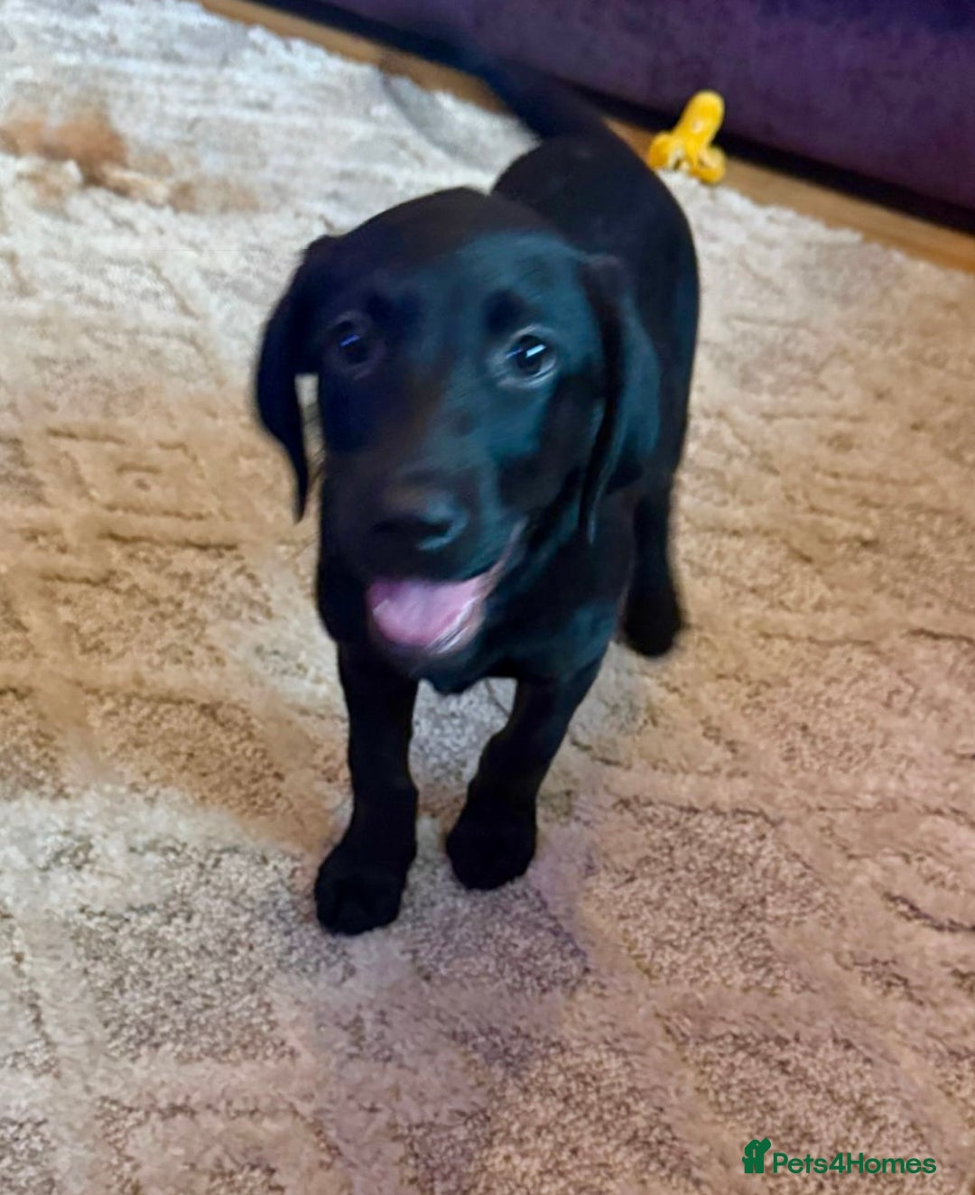Labrador Retriever dogs for sale: Black female labrador - Image 1