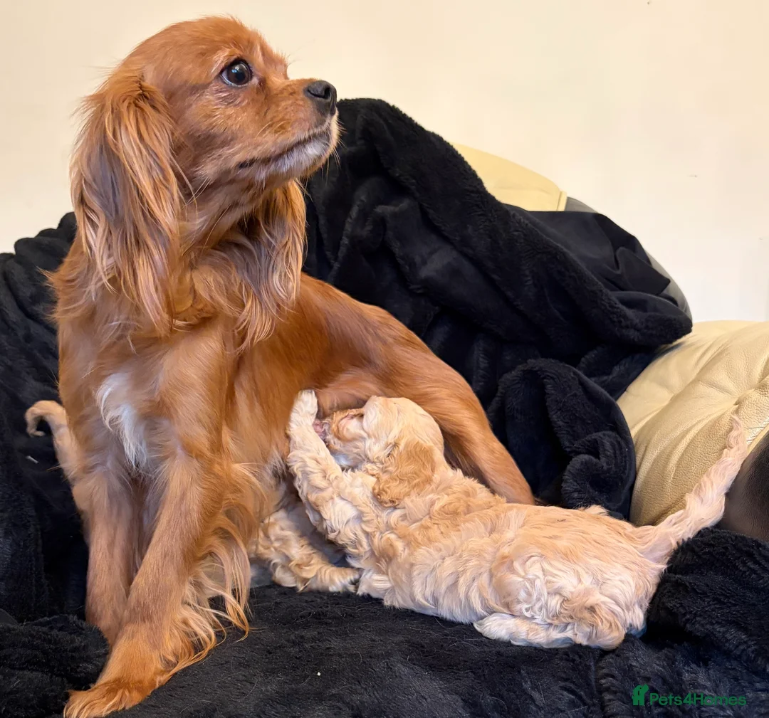 Cavapoo dogs for sale: Beautiful F1 Cavapoo Puppies  - Advert 2