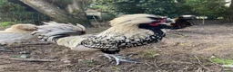 Chickens poultry for sale: Polish Bantam Cockerel Silver Laced - Advert 2