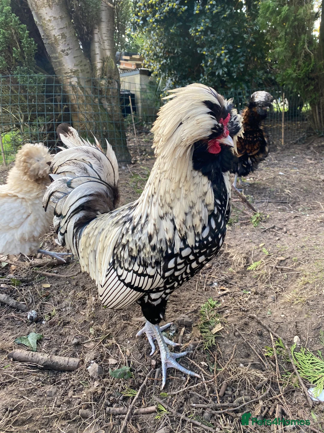 Chickens poultry for sale: Polish Bantam Cockerel Silver Laced - Advert 2