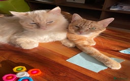 Ragdoll cats for sale: Olaf and Nala - Image 1