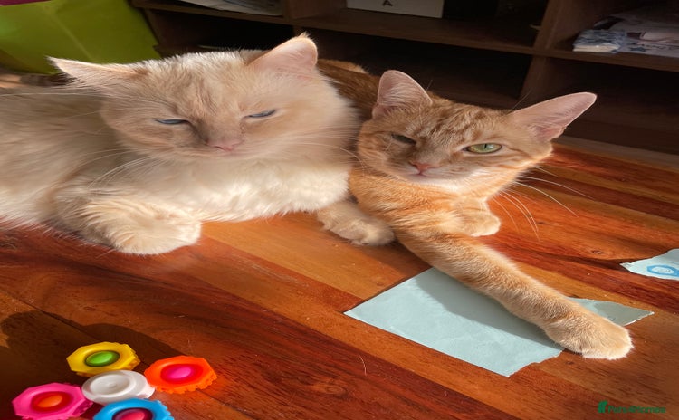 Ragdoll cats - Advert 6