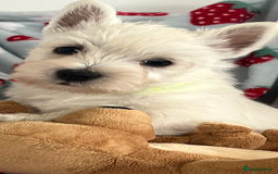 West Highland Terrier dogs for sale: Westie puppies available  - Image 11