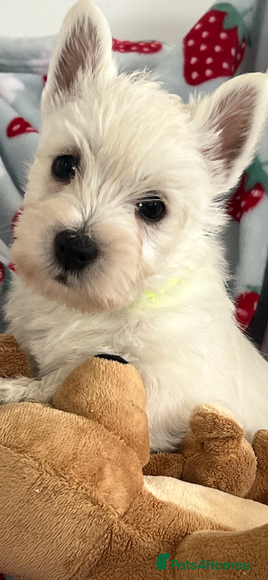 West Highland Terrier dogs for sale: Westie puppies available  - Image 11