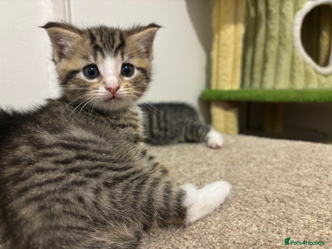 Mixed Breed cats for sale: Adorable tabby kittens - Image 11
