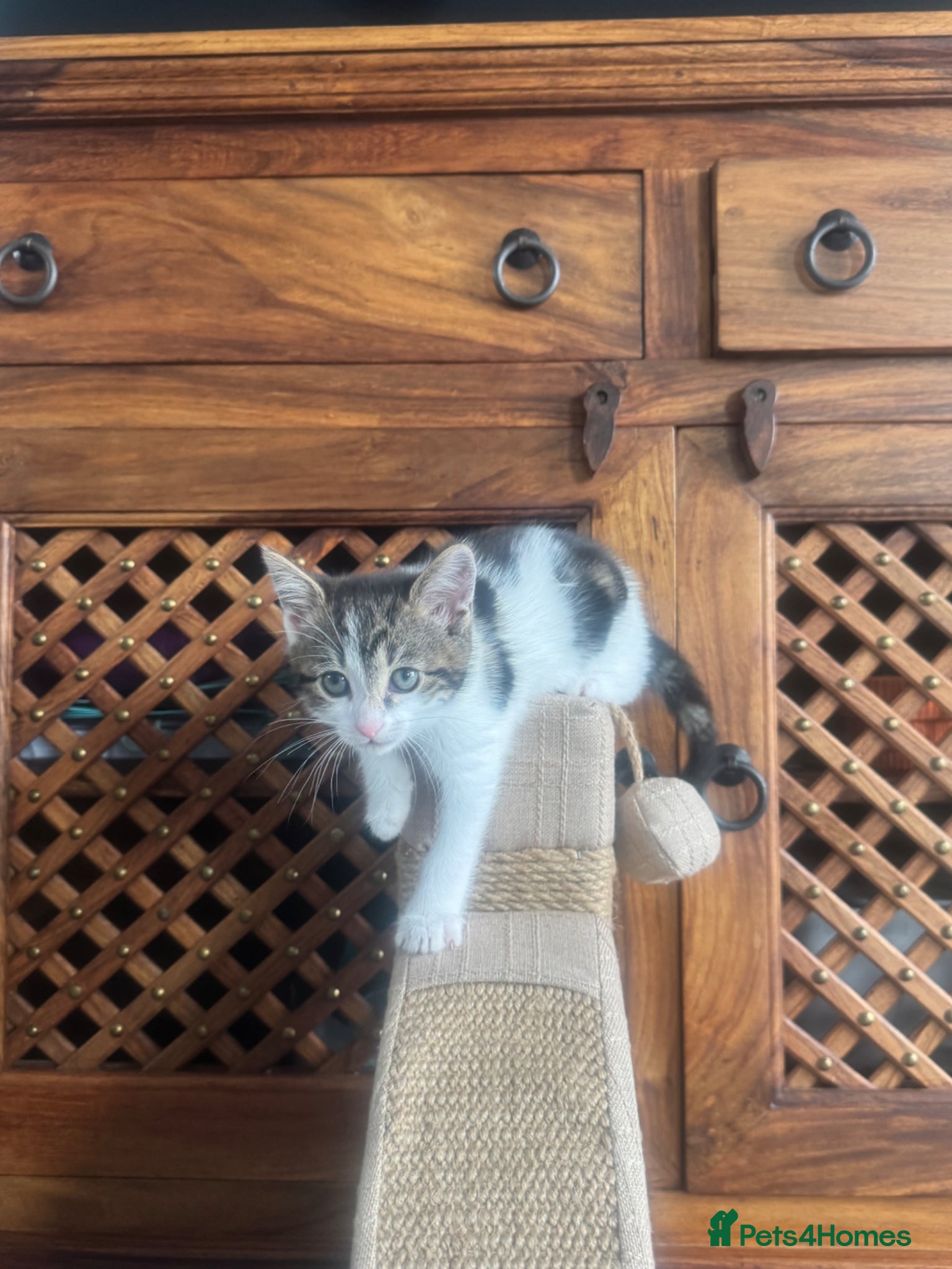 Mixed Breed cats Female Kitten - 9 weeks old  - Advert 1