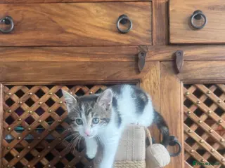 Mixed Breed cats Female Kitten - 9 weeks old - Advert 6