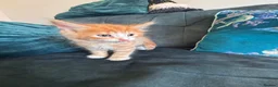 Mixed Breed cats for sale: 4 amazing coloured kittens - Advert 15