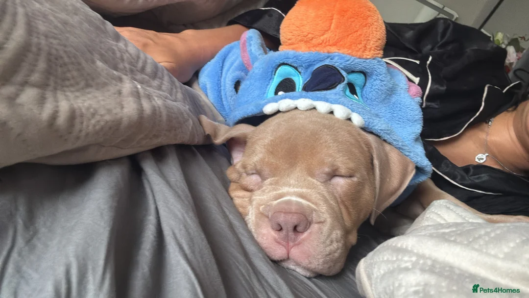 American Bully dogs for sale: Lovely standard American bully fully 8 months - Advert 11