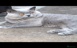 British Shorthair cats for stud: ⭐️ BIG BLUE STUD GCCF TICA EAST MIDLANDS  in Derby - Image 5