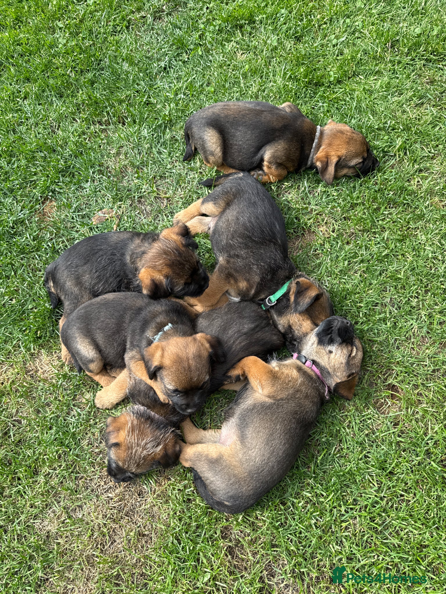 Border Terrier dogs Border terrier puppies  - Advert 2