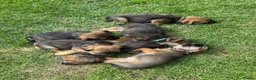 Border Terrier dogs for sale: Border terrier puppies  - Advert 10