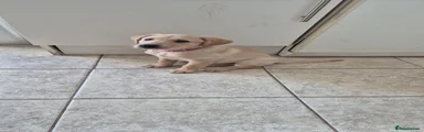 Pink collar