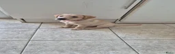 Labrador Retriever dogs for sale: Adorable Labrador puppies for sale - Advert 7