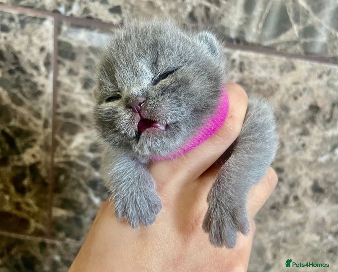 British Shorthair cats for sale: BRITISH SHORTHAIR KITTENS!!! 🐾🐾😻😻 - Advert 7