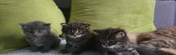 Maine Coon cats for sale: Maine Coon Kittens Booking  - Advert 1