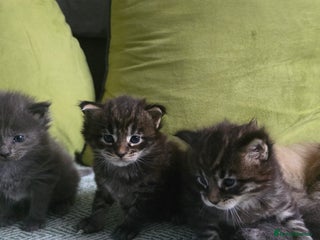 Maine Coon cats Maine Coon Kittens Booking - Advert 1