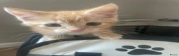 Mixed Breed cats for sale: Two kittens looking for their forever families  in Glasgow - Advert 17