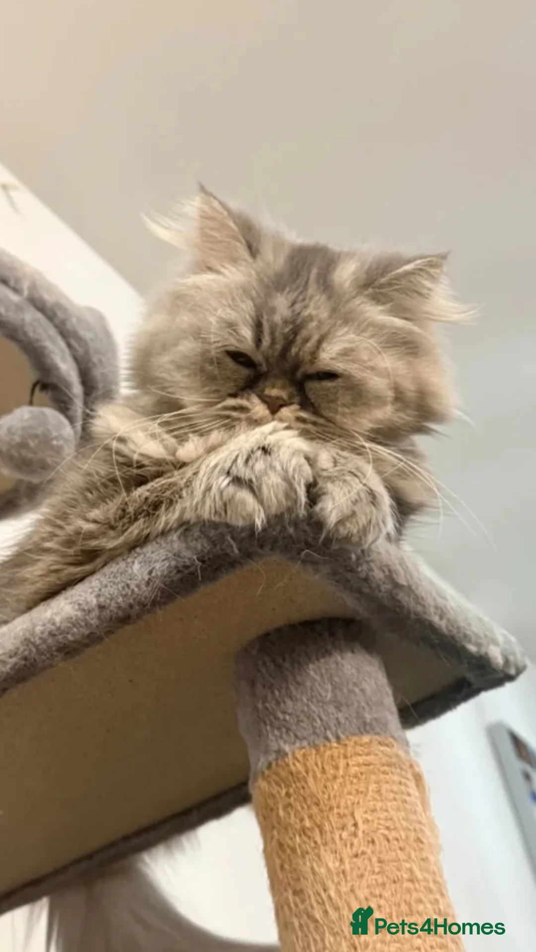 Persian cats for sale: Pure Breed Persian Kitten ( Care Items Included ) - Advert 7
