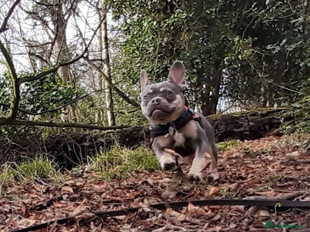 French Bulldog dogs for sale: 4 year old KC Reg French bulldog  - Advert 12