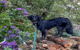 Mixed Breed dogs for adoption: Ruby – Gentle, Silly, Escape-Artist Extraordinaire - Image 4