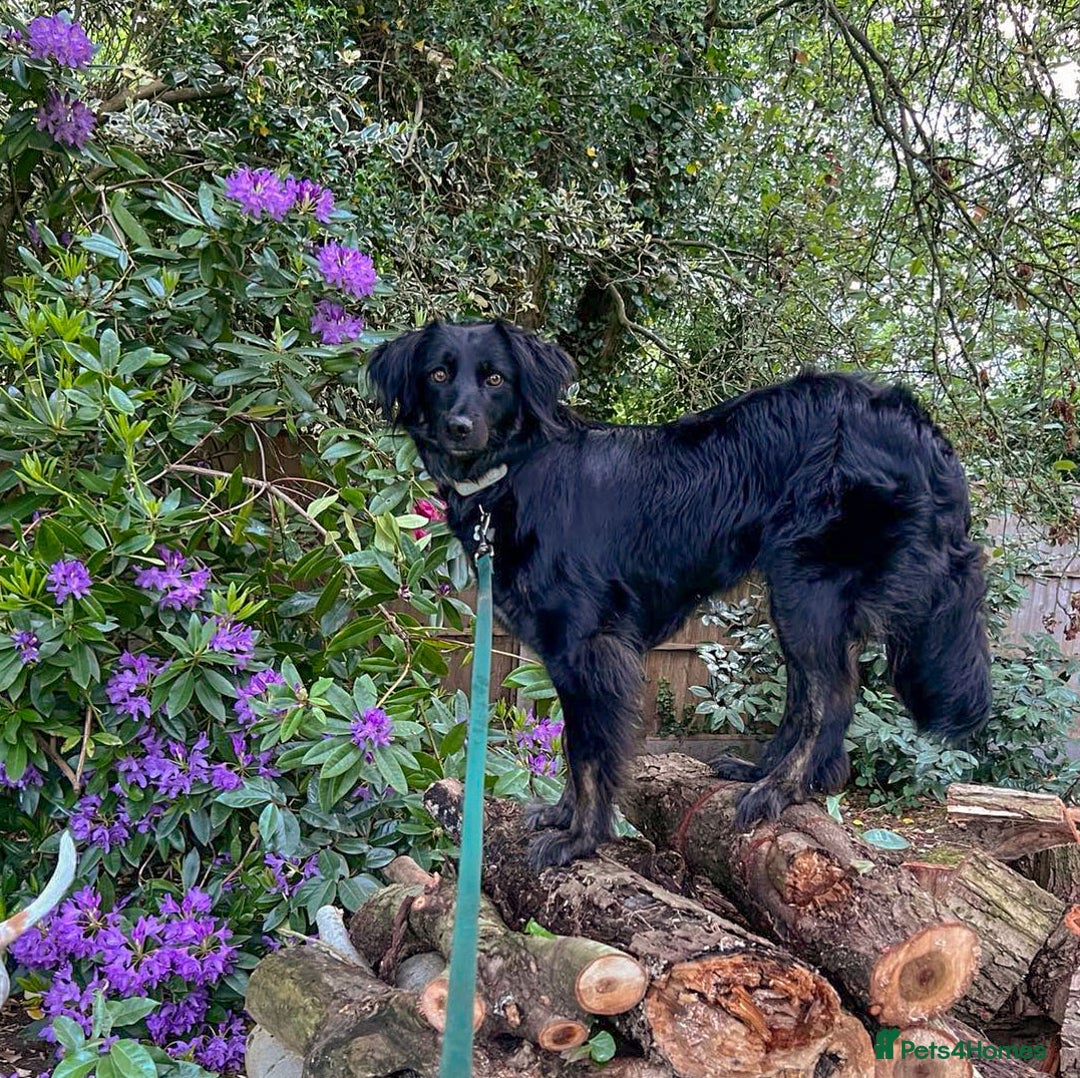 Mixed Breed dogs for adoption: Ruby – Gentle, Silly, Escape-Artist Extraordinaire - Image 4