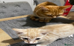 Mixed Breed cats for sale: Beautiful male ginger kitten for sale - Image 7