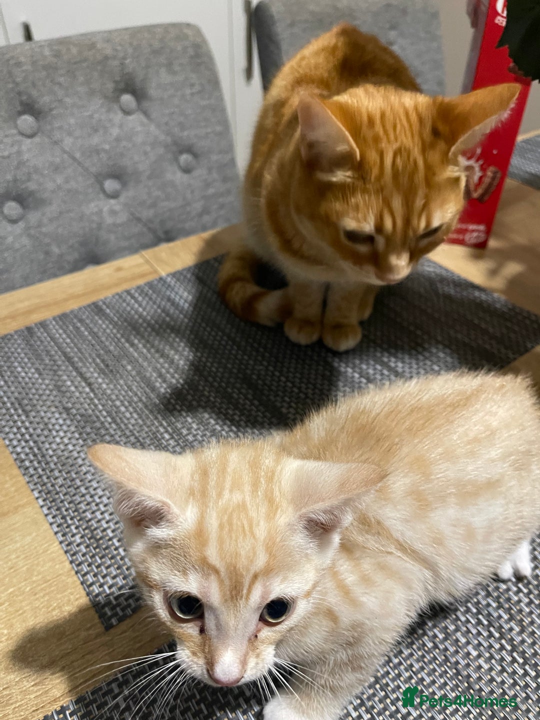 Mixed Breed cats for sale: Beautiful male ginger kitten for sale - Image 7