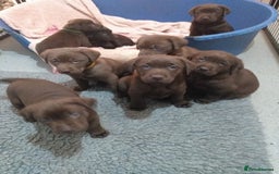 Labrador Retriever dogs for sale: KC Chocolate labrador (Ready To Go Now)🦮 - Image 9
