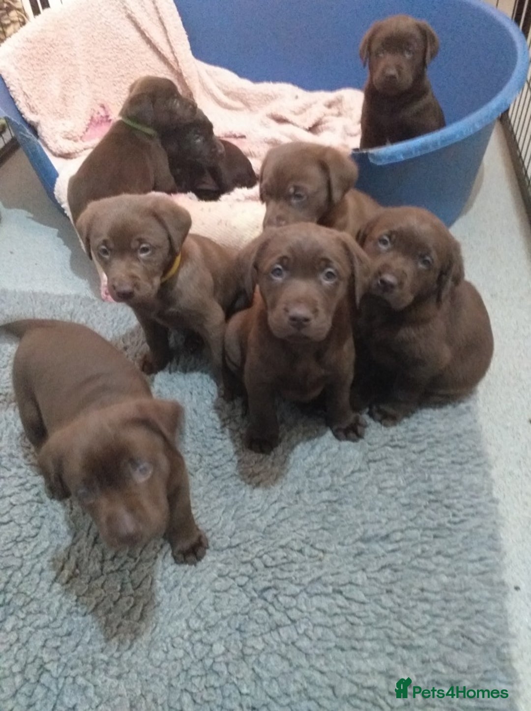 Labrador Retriever dogs for sale: KC Chocolate labrador (Ready To Go Now)🦮 - Image 9