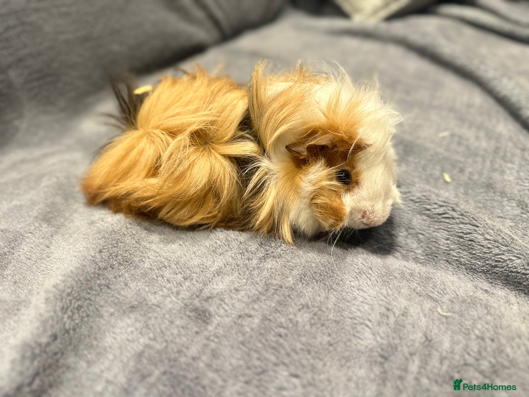 Guinea Pig rodents for sale: Guinea pig - Advert 2