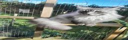 Maine Coon cats for sale: black silver/smoke TICA 3G boy&girl maine coon - Advert 8