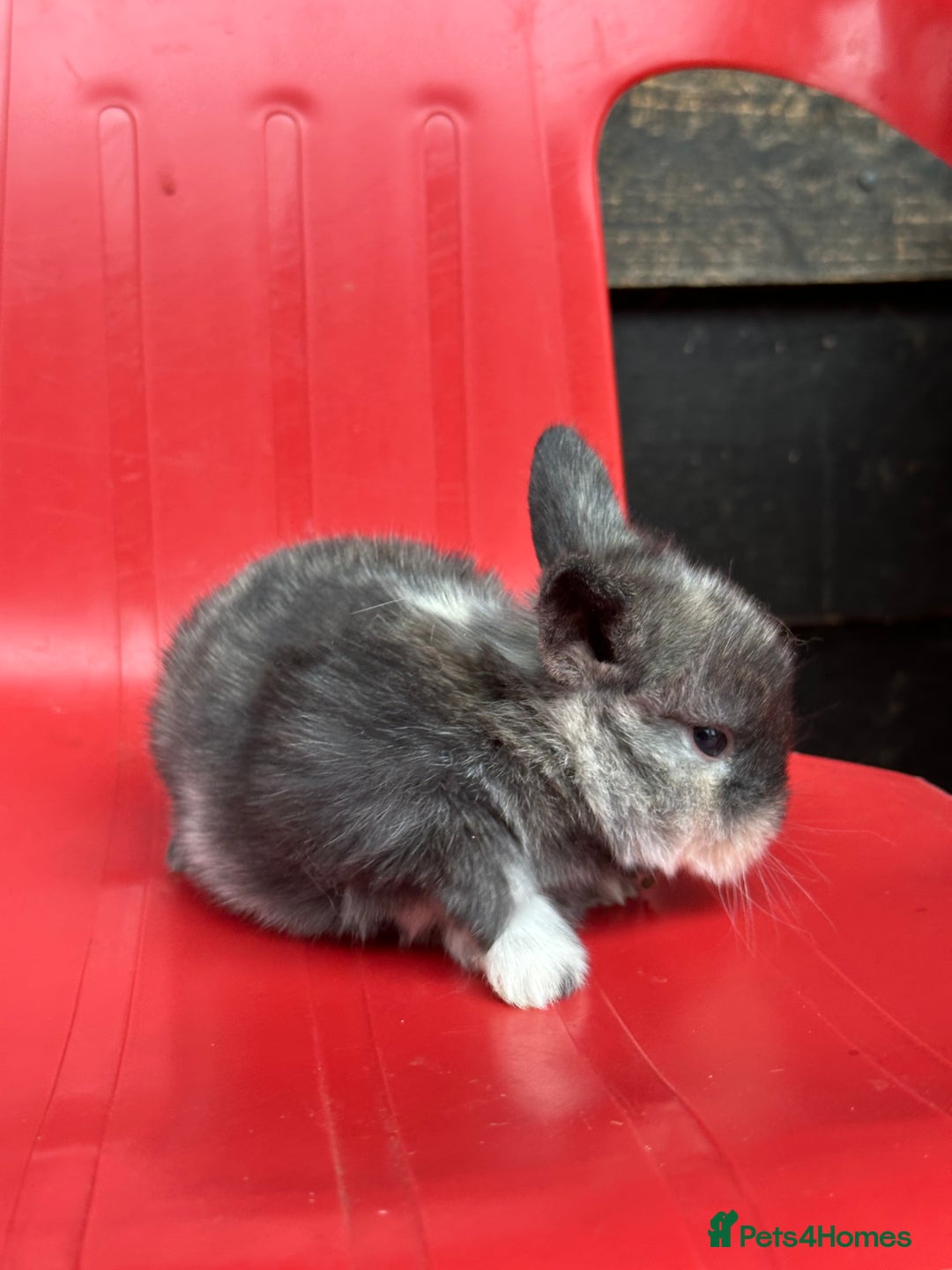 Mini Lop rabbits for sale: Mini lop bunnies  - Image 10