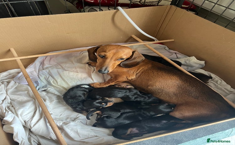 Miniature Dachshund dogs - Advert 15