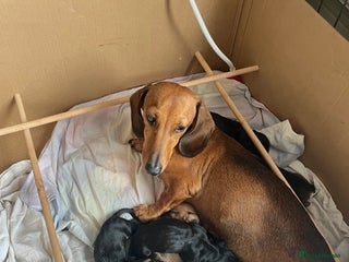 Miniature Dachshund dogs - Advert 6