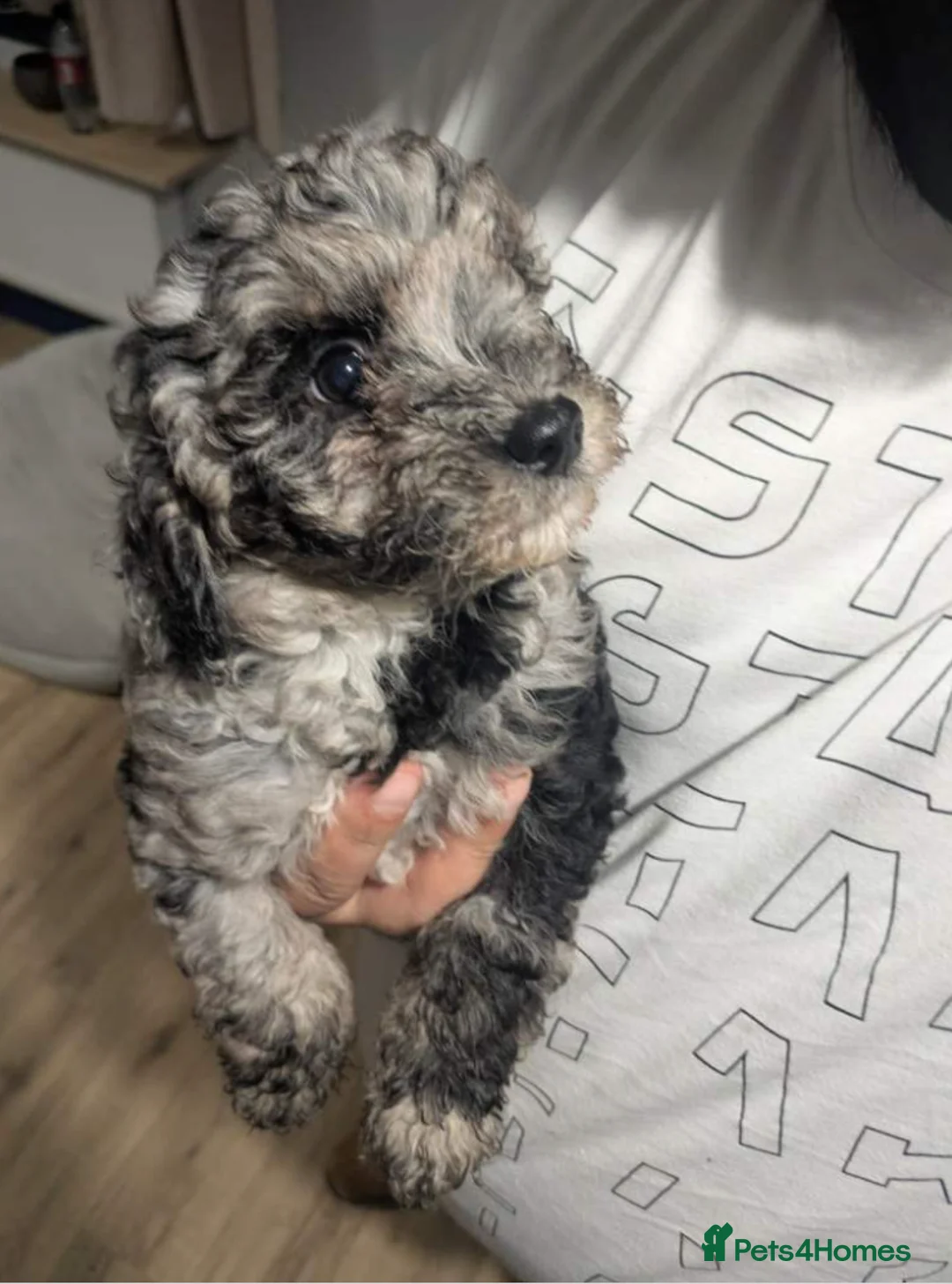 Shihpoo dogs for sale: Adorable Shihpoo Puppies for Their Forever Homes in Sutton Coldfield - Advert 12