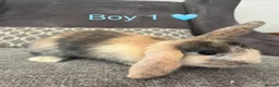 Mini Lop rabbits for sale: Mini lop bunnies for sale - Advert 6