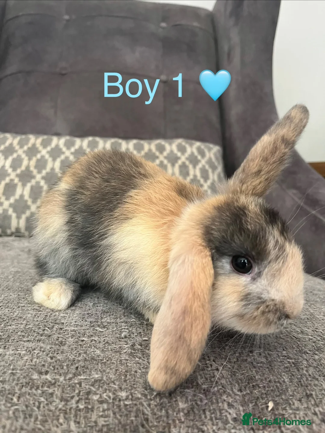 Mini Lop rabbits for sale: Mini lop bunnies for sale - Advert 6