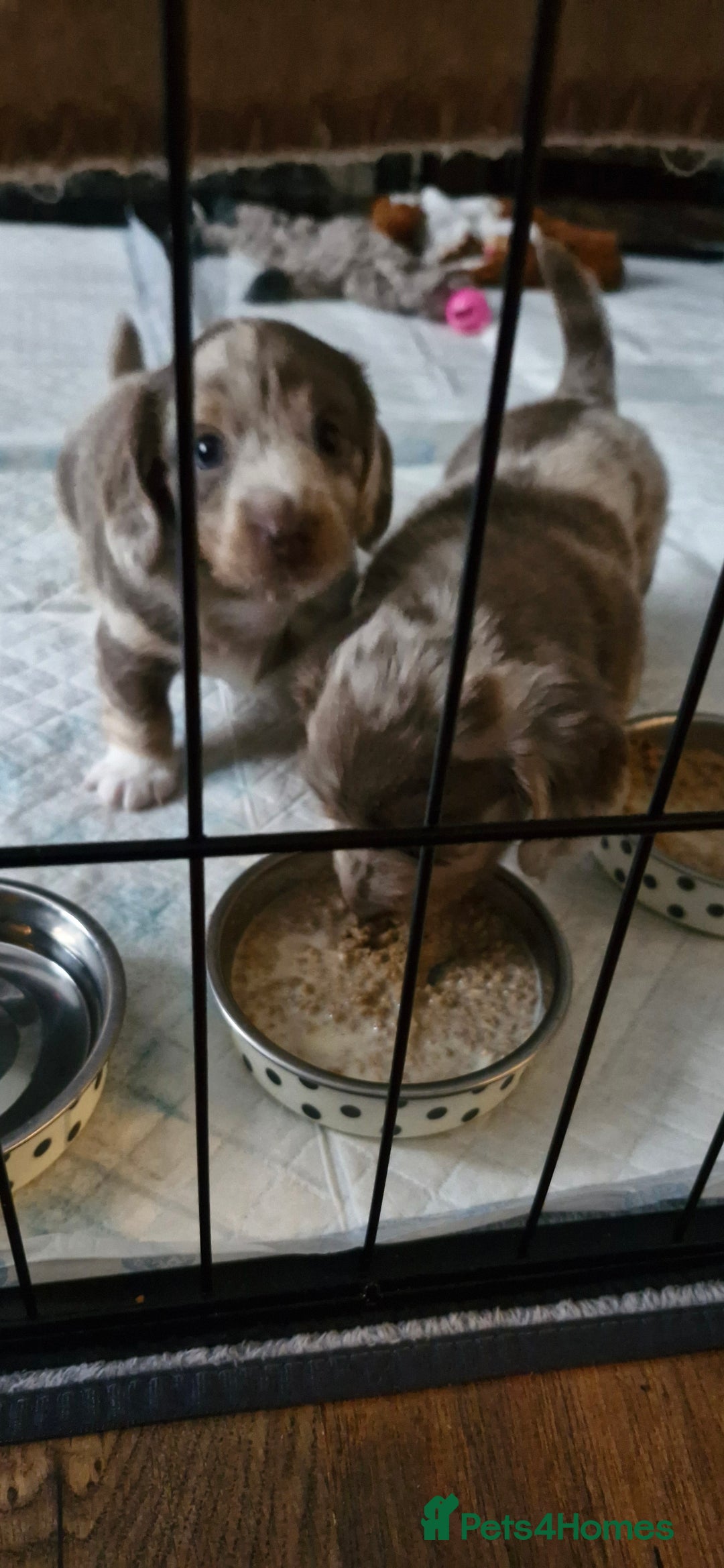 Miniature Dachshund dogs for sale: Longhaired miniature dachshunds  - Image 13