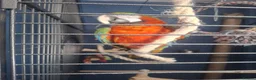 Macaws birds for sale: Joshi Harlequin Macaw - Advert 3