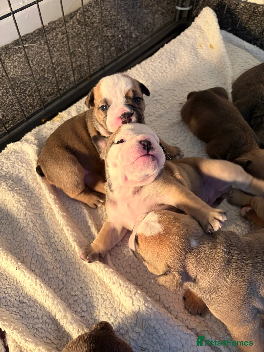 English Bulldog dogs for sale: New England bulldog puppies  - Advert 11