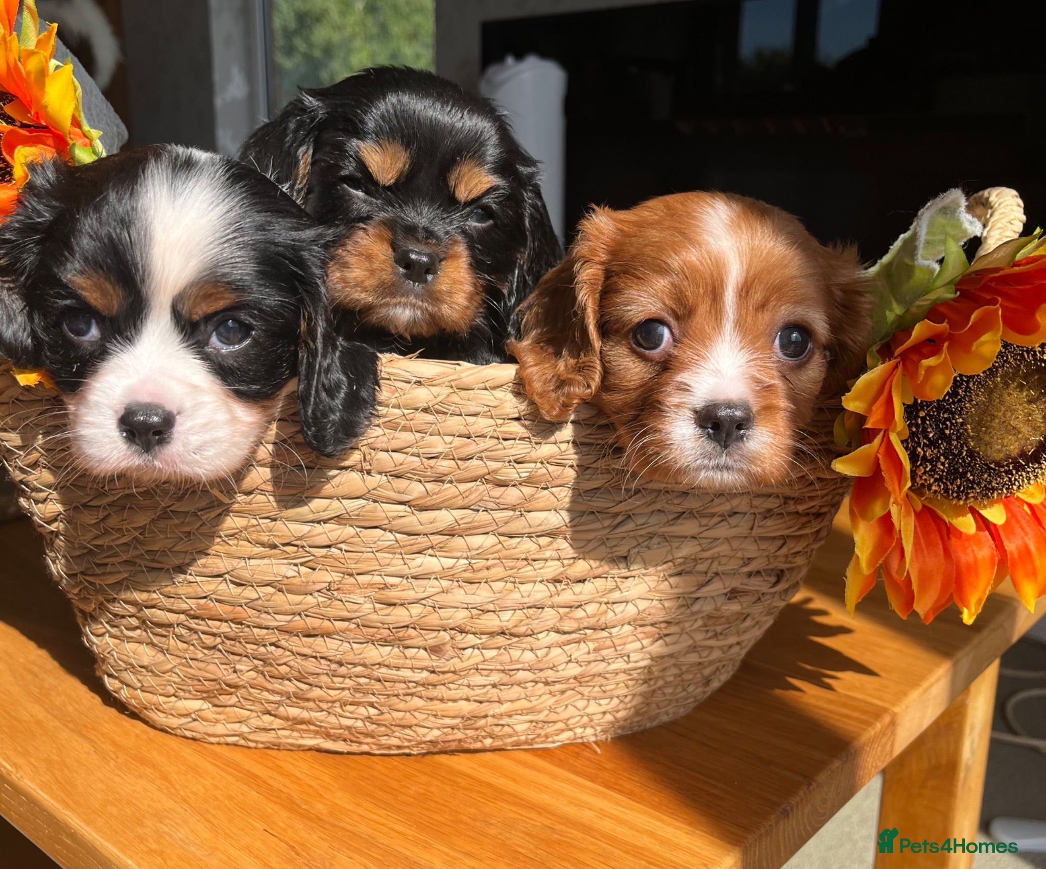 Cavalier King Charles Spaniel dogs KC Registered Cavalier puppies only one left - Advert 2